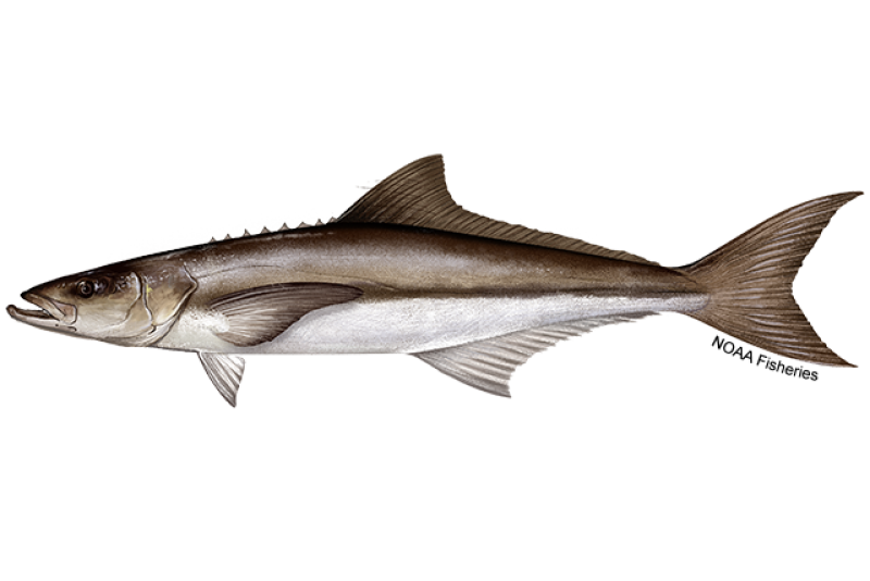 640x427-Cobia-NOAAFisheries.png