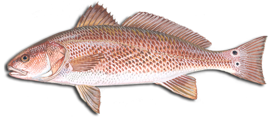 Red-Drum